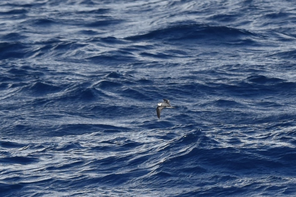 Black-winged Petrel - ML611968491