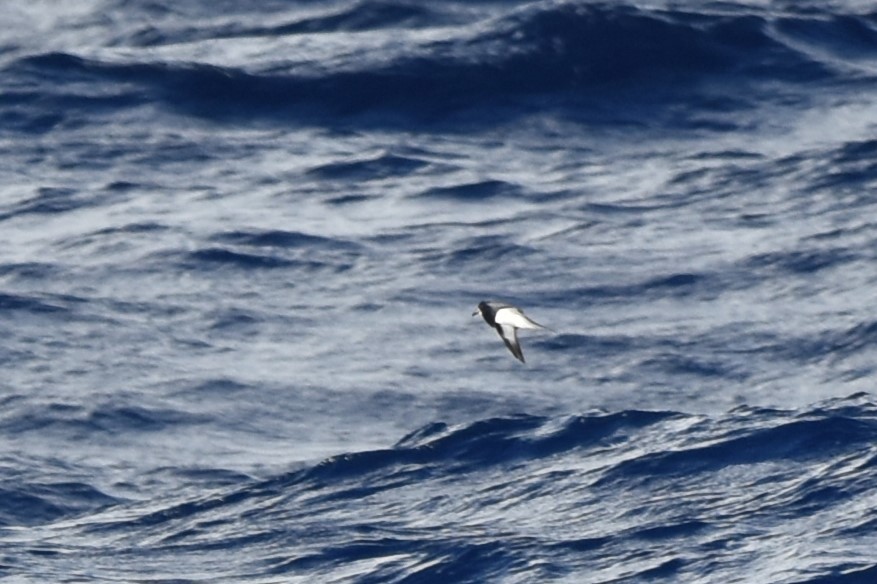 Black-winged Petrel - ML611968492