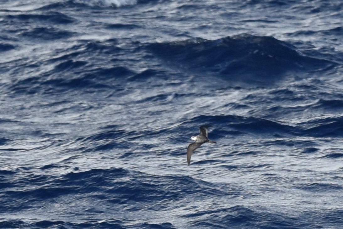 Black-winged Petrel - ML611968493