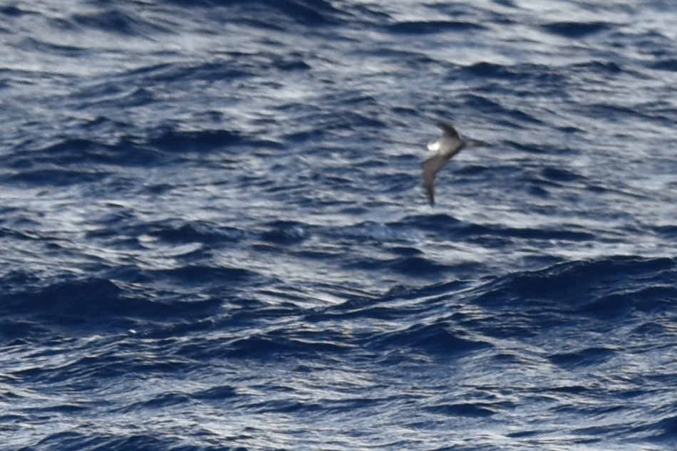 Black-winged Petrel - ML611968494