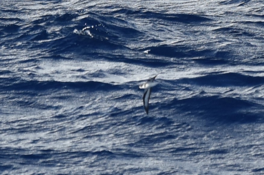 Black-winged Petrel - ML611968495