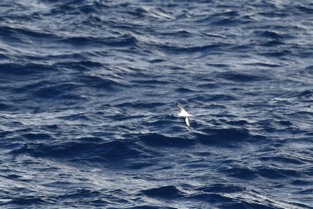 Black-winged Petrel - ML611968496