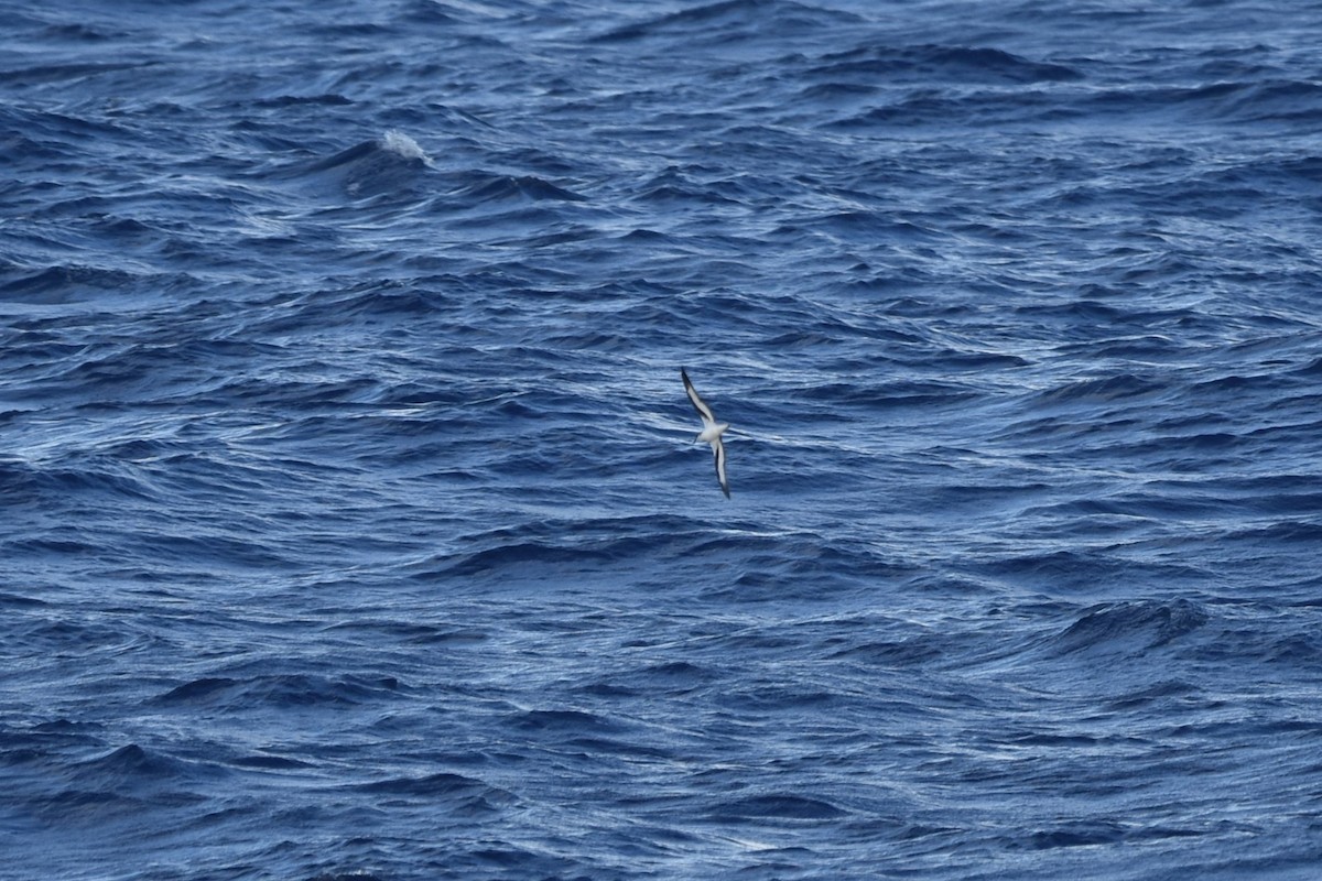 Black-winged Petrel - ML611968497