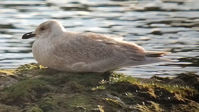 Glaucous-winged Gull - ML611968498