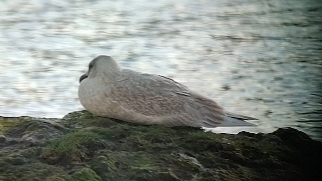 Gaviota de Bering - ML611968499