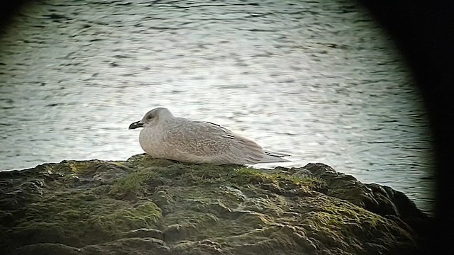 Gaviota de Bering - ML611968501