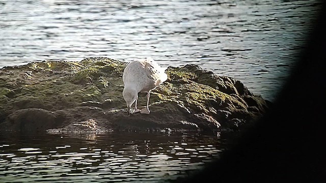 Goéland à ailes grises - ML611968503