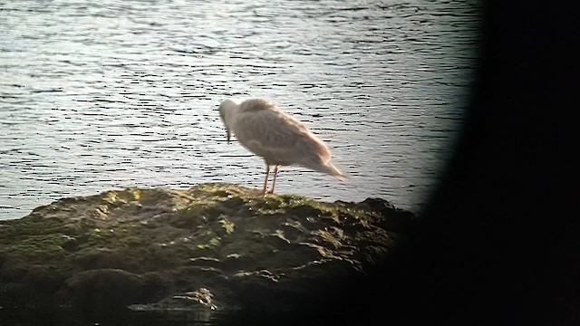 Glaucous-winged Gull - ML611968504