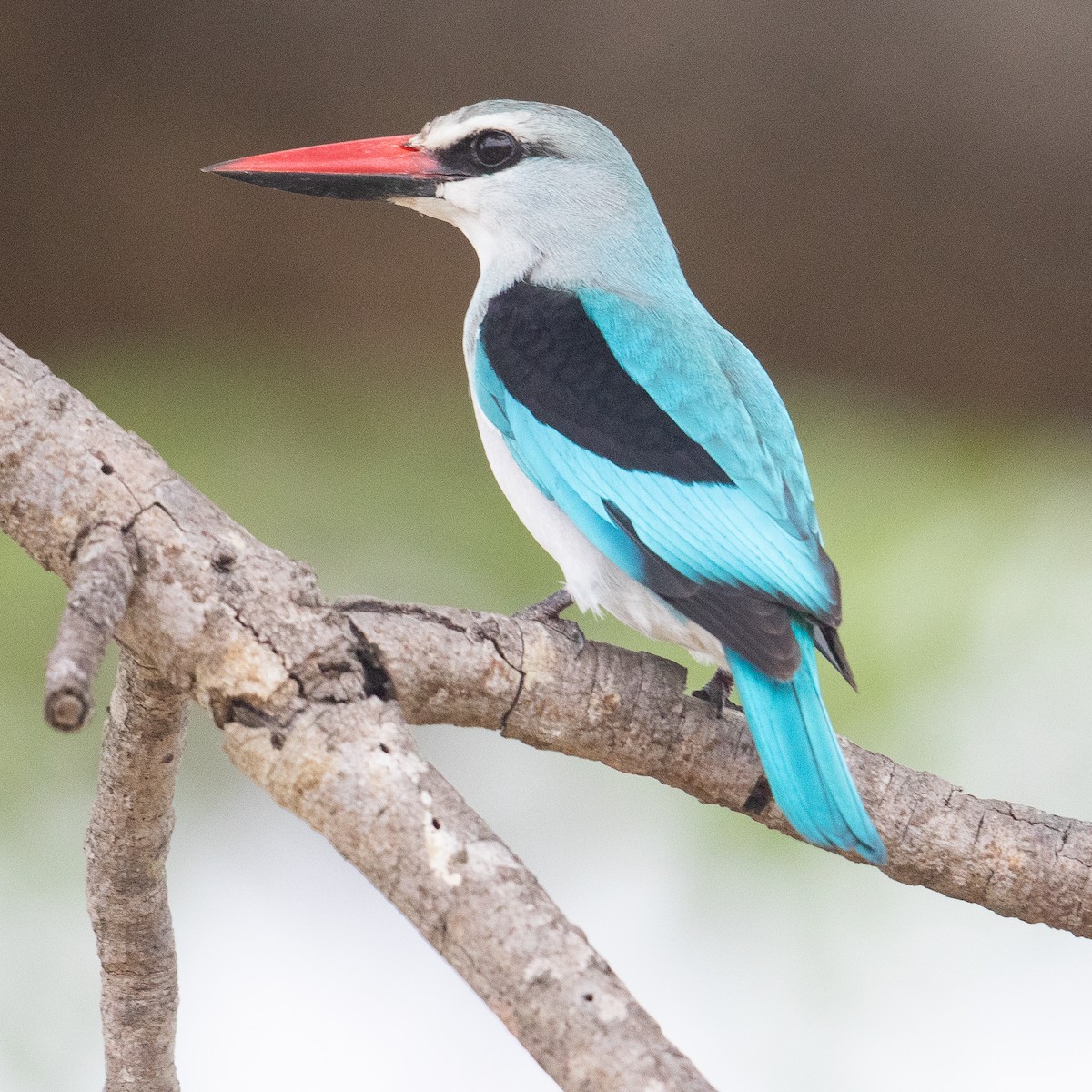 Woodland Kingfisher - ML611968519