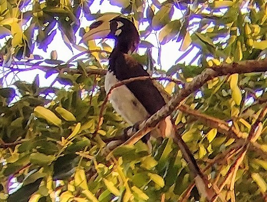 Oriental Pied-Hornbill - ML611968545