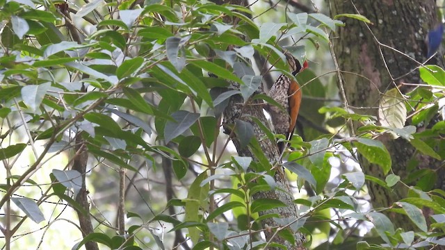 Malabar Flameback - ML611968555