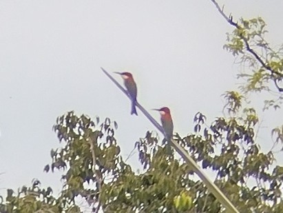 Chestnut-headed Bee-eater - ML611968560