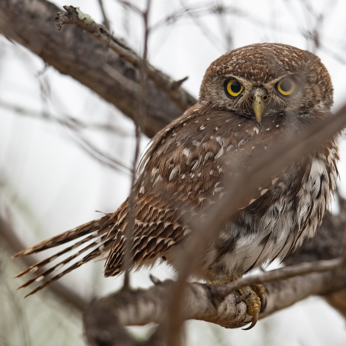 Pearl-spotted Owlet - ML611968618