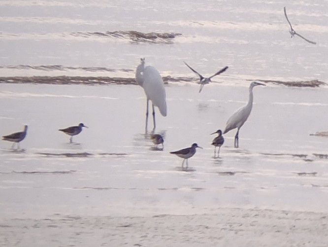 Common Redshank - ML611968675