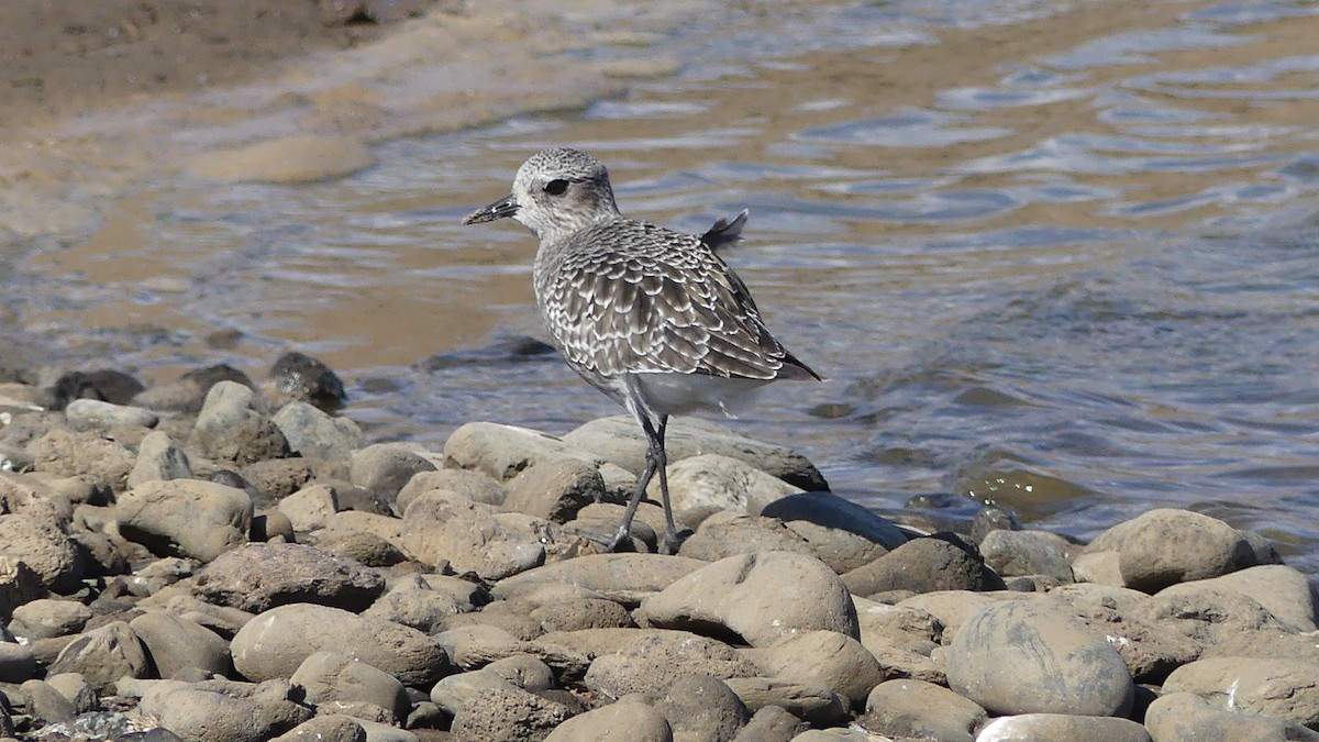 Black-bellied Plover - ML611968755