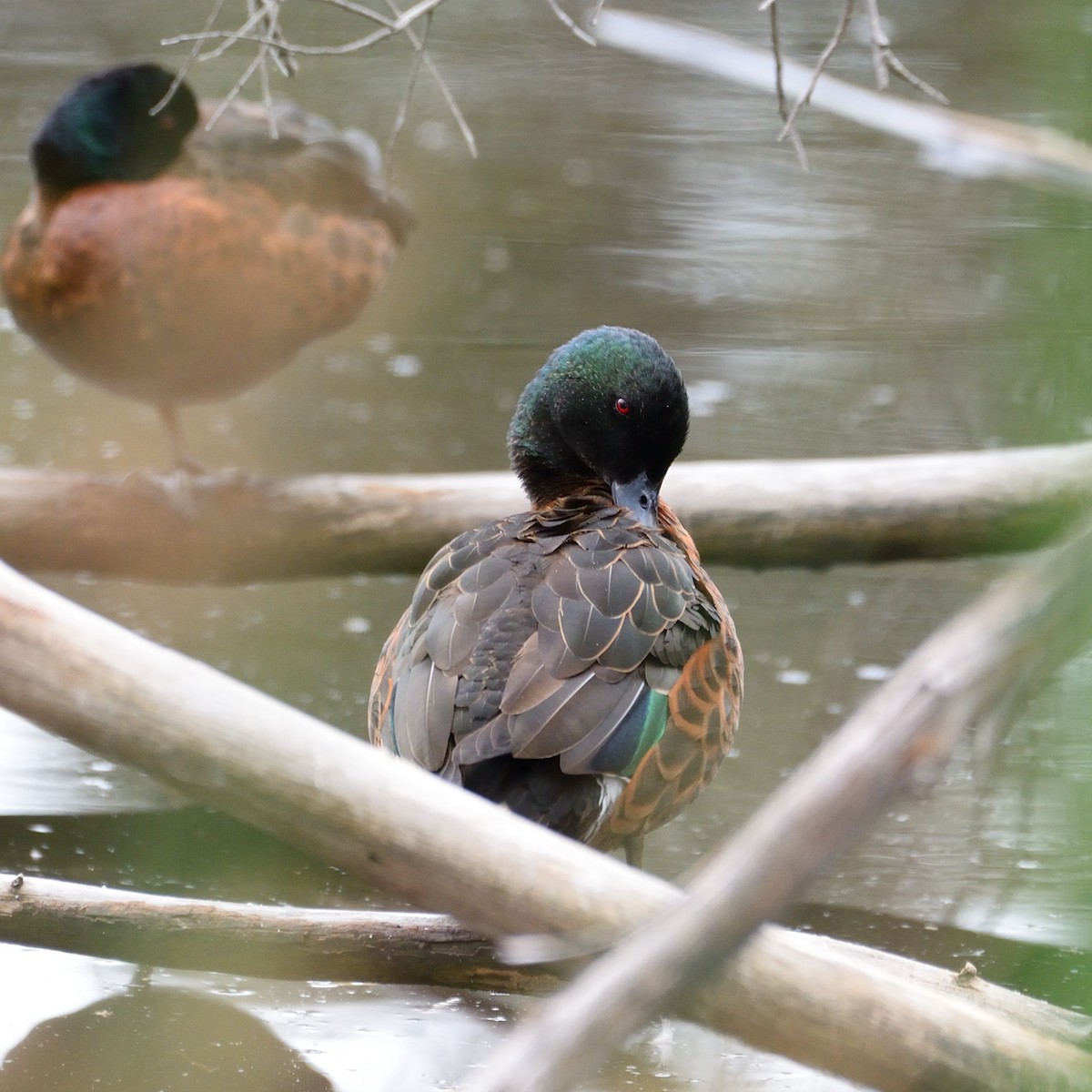 Chestnut Teal - ML611968776