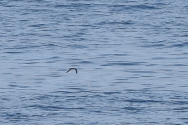 Swinhoe's Storm-Petrel - ML611968809