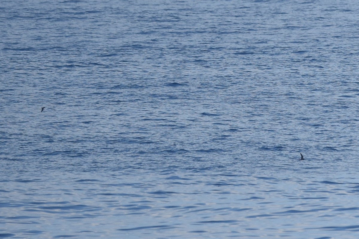 黑叉尾海燕 - ML611968819