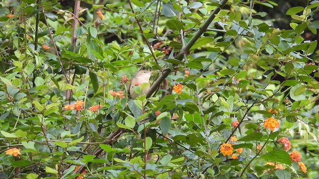 Blyth's Reed Warbler - ML611968829