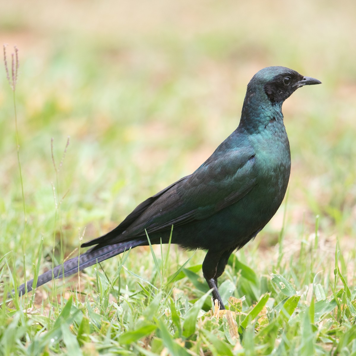 Burchell's Starling - ML611968851