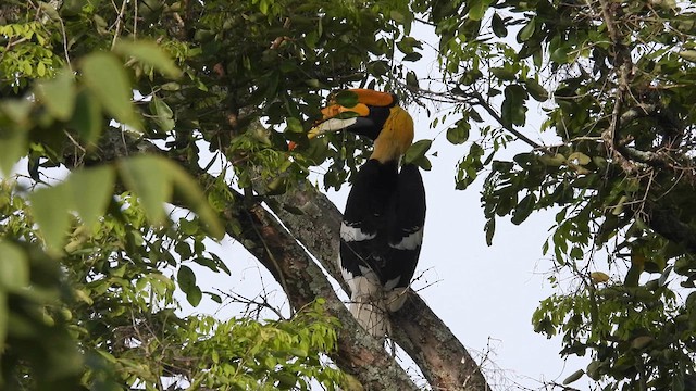 Great Hornbill - ML611968856