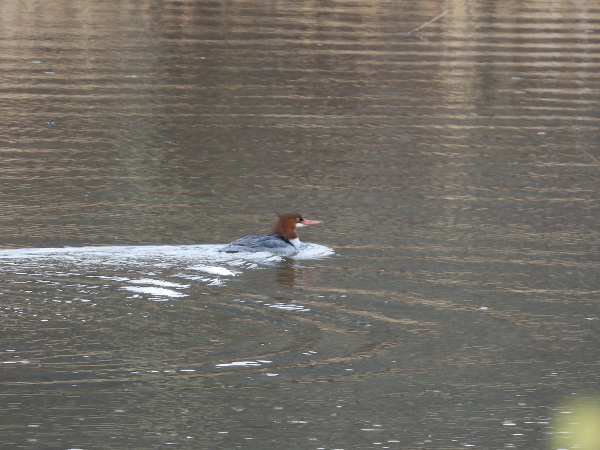 Common Merganser - ML611968873