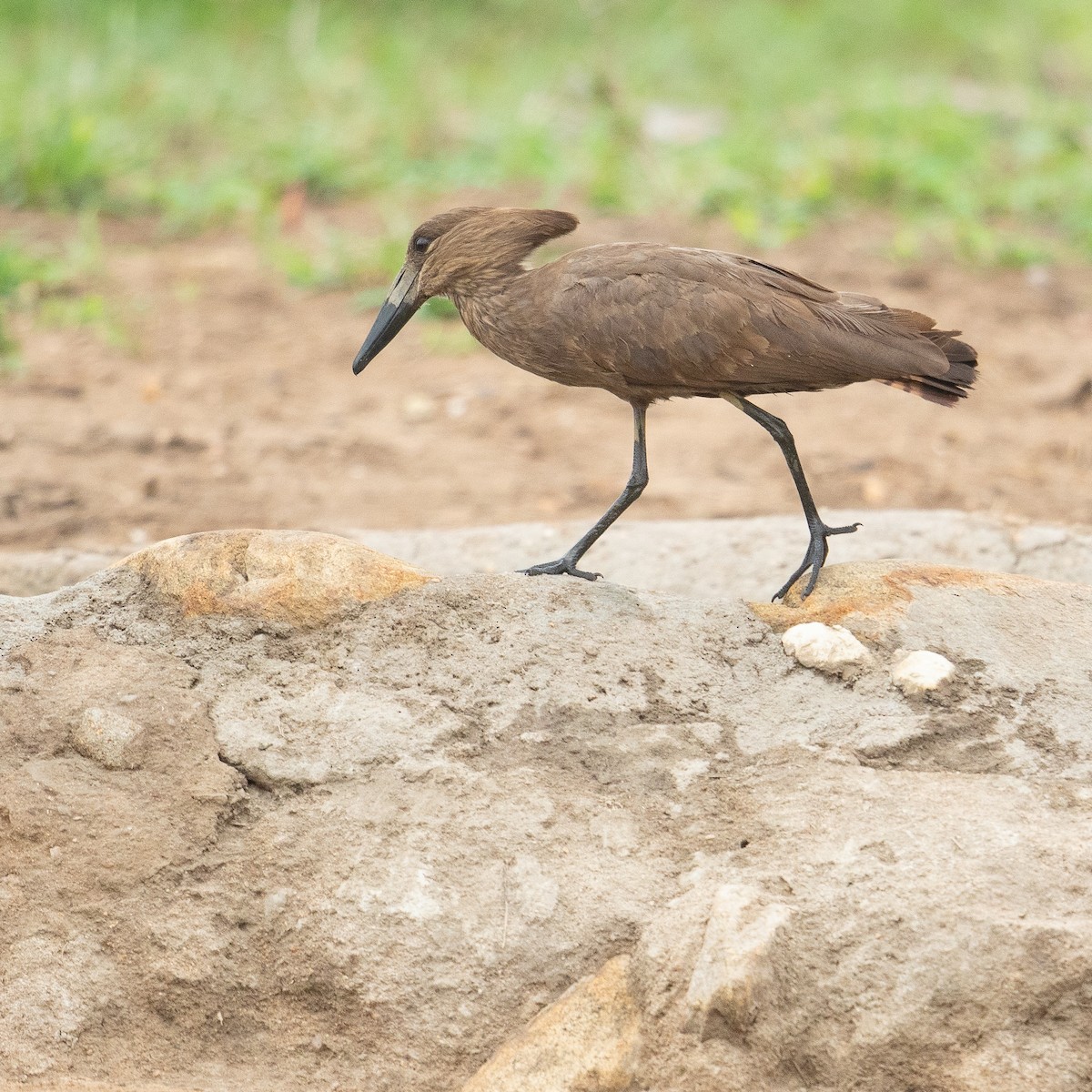 Hamerkop - ML611968912