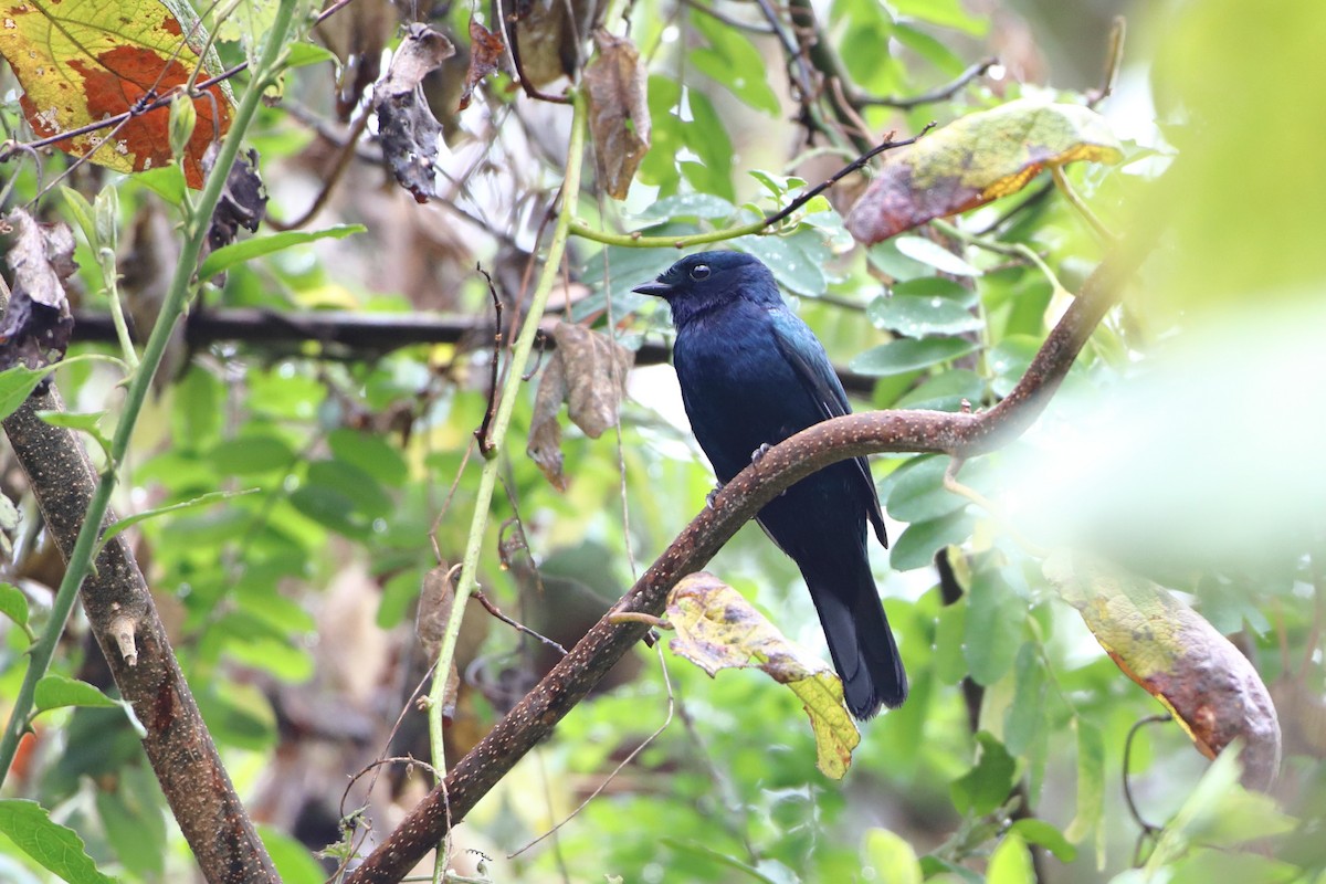 Purple-throated Cuckooshrike - ML611968929