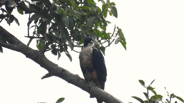 Águila Ventrirroja - ML611968959