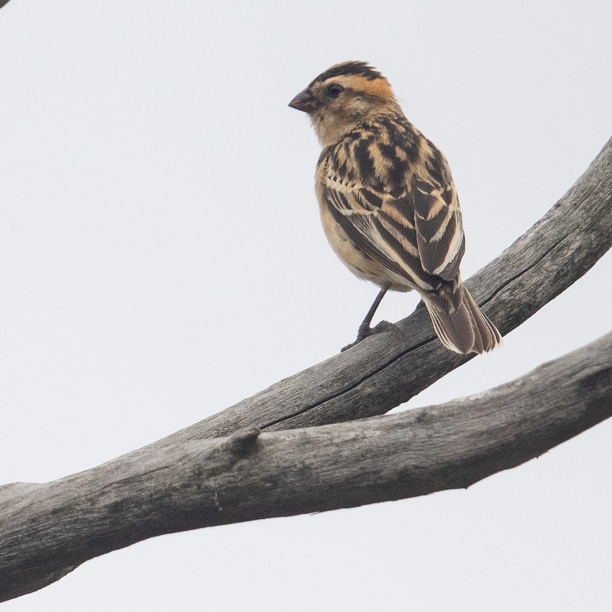 Pin-tailed Whydah - ML611968969