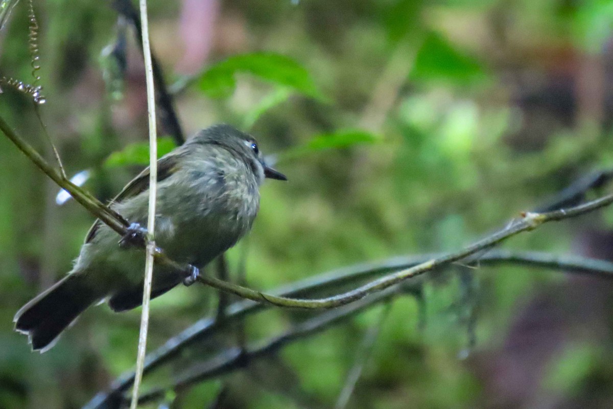 Olive-striped Flycatcher - ML611968992