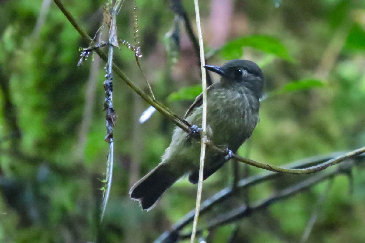 Olive-striped Flycatcher - ML611968993