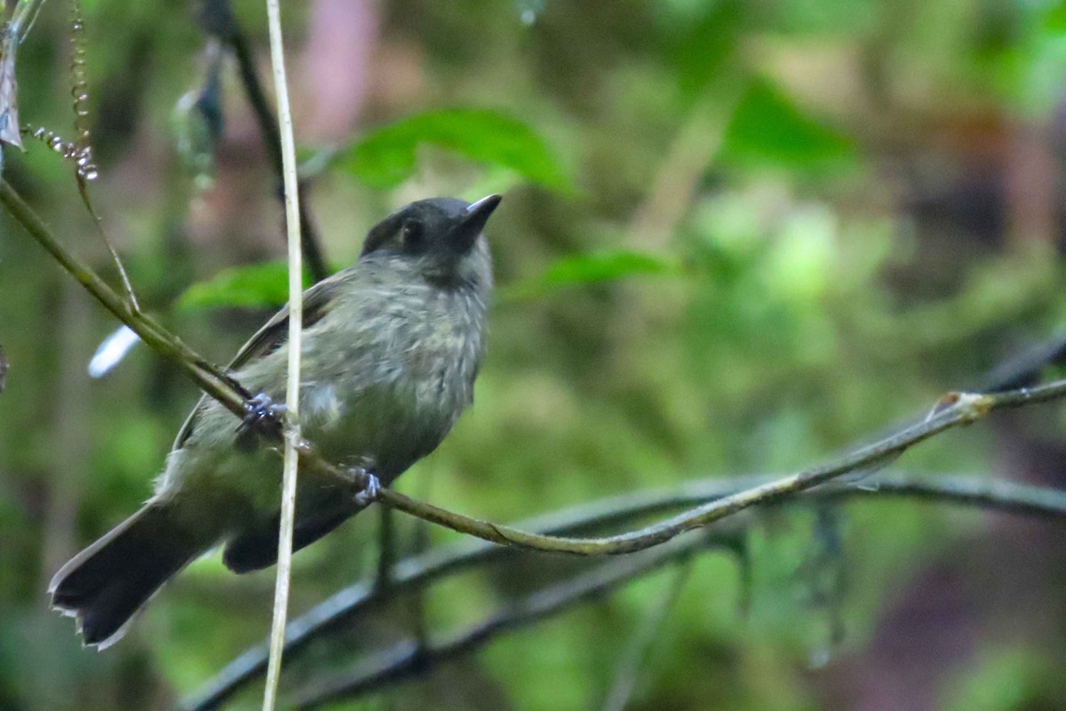 Olive-striped Flycatcher - ML611968994