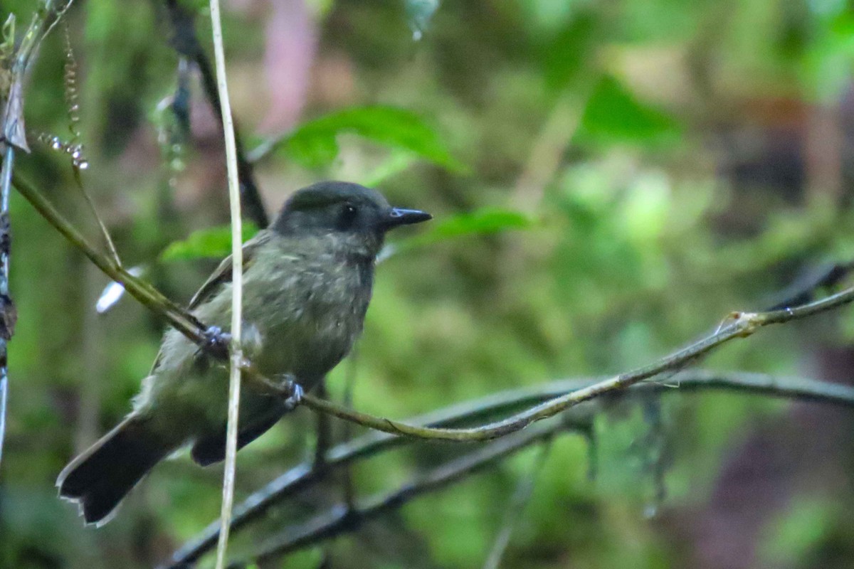 Olive-striped Flycatcher - ML611968995