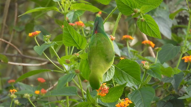 Vernal Hanging-Parrot - ML611969001