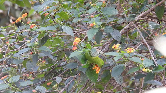 Vernal Hanging-Parrot - ML611969002