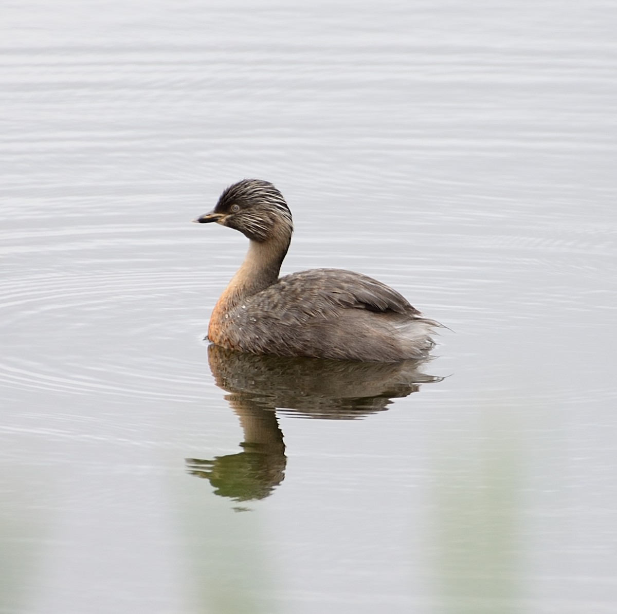 Hoary-headed Grebe - ML611969003