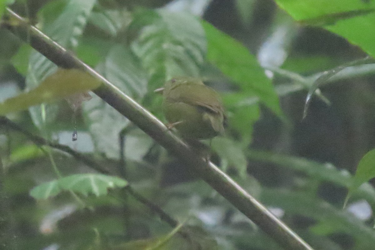 Golden-winged Manakin - Rogger Valencia Monroy