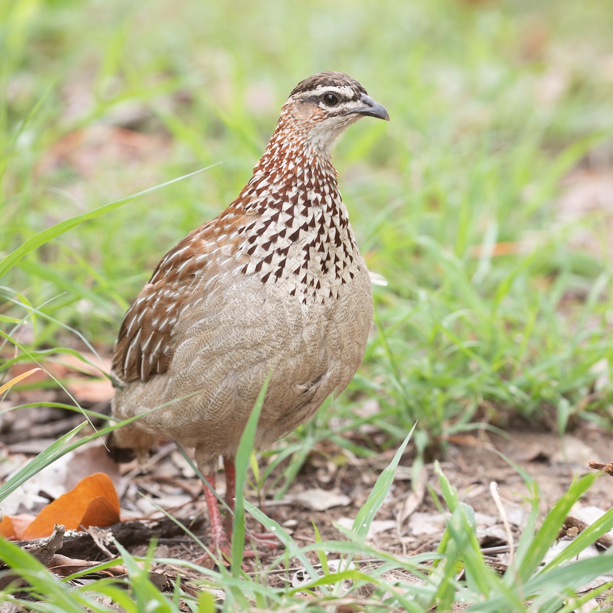 Crested Francolin - ML611969013