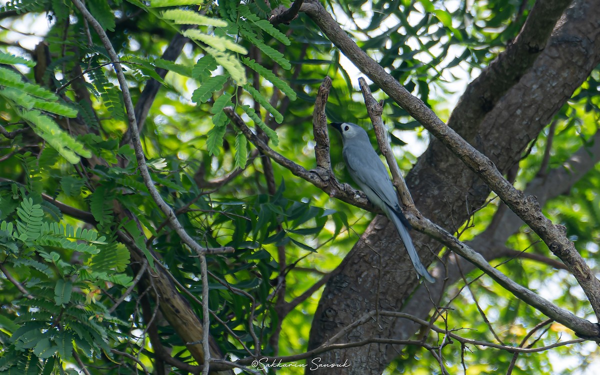 Ashy Drongo - ML611969020