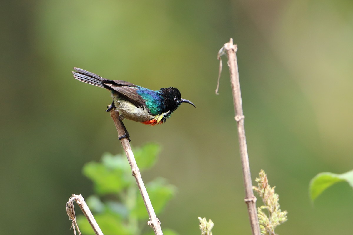 Eastern Double-collared Sunbird - ML611969034