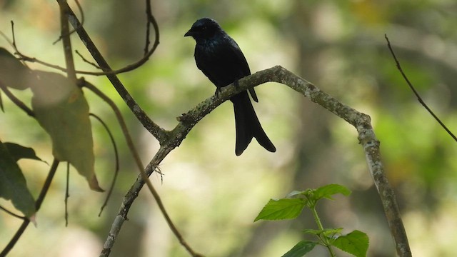 Bronzed Drongo - ML611969046