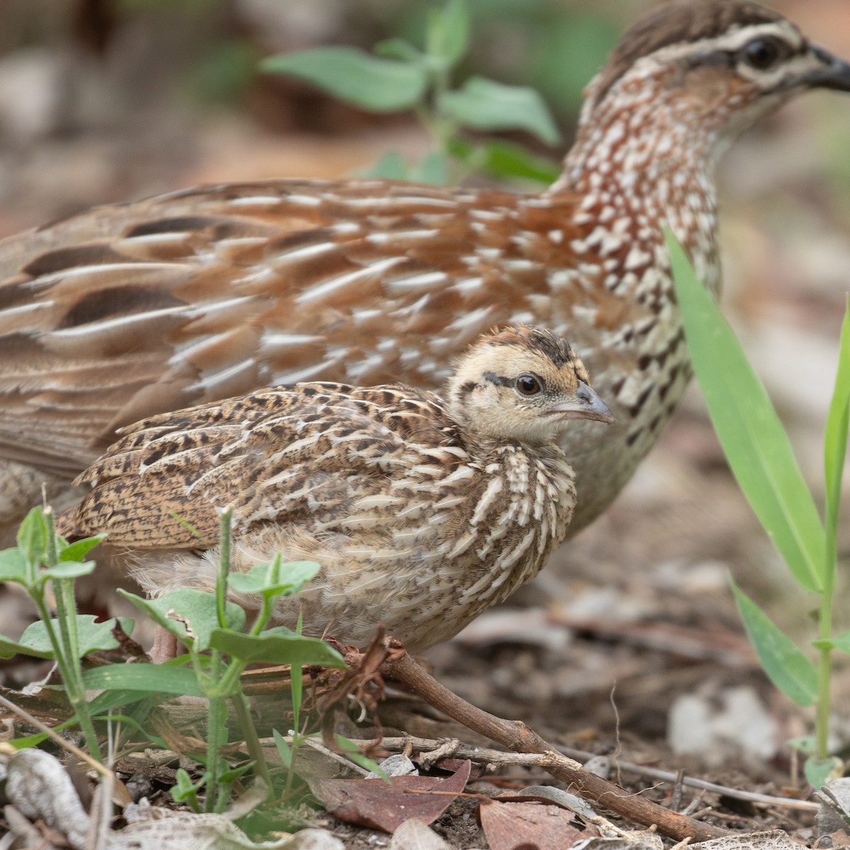 Crested Francolin - ML611969049