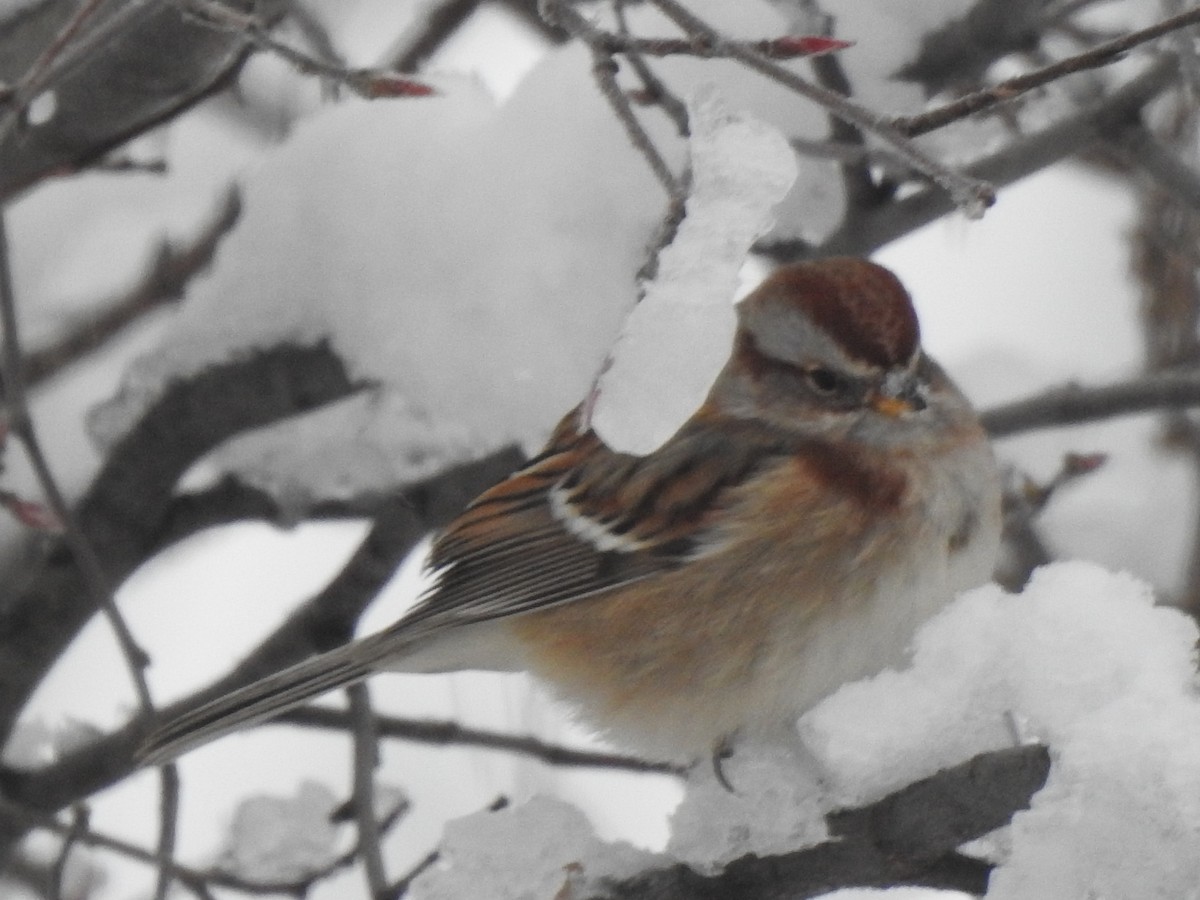 American Tree Sparrow - ML611969050