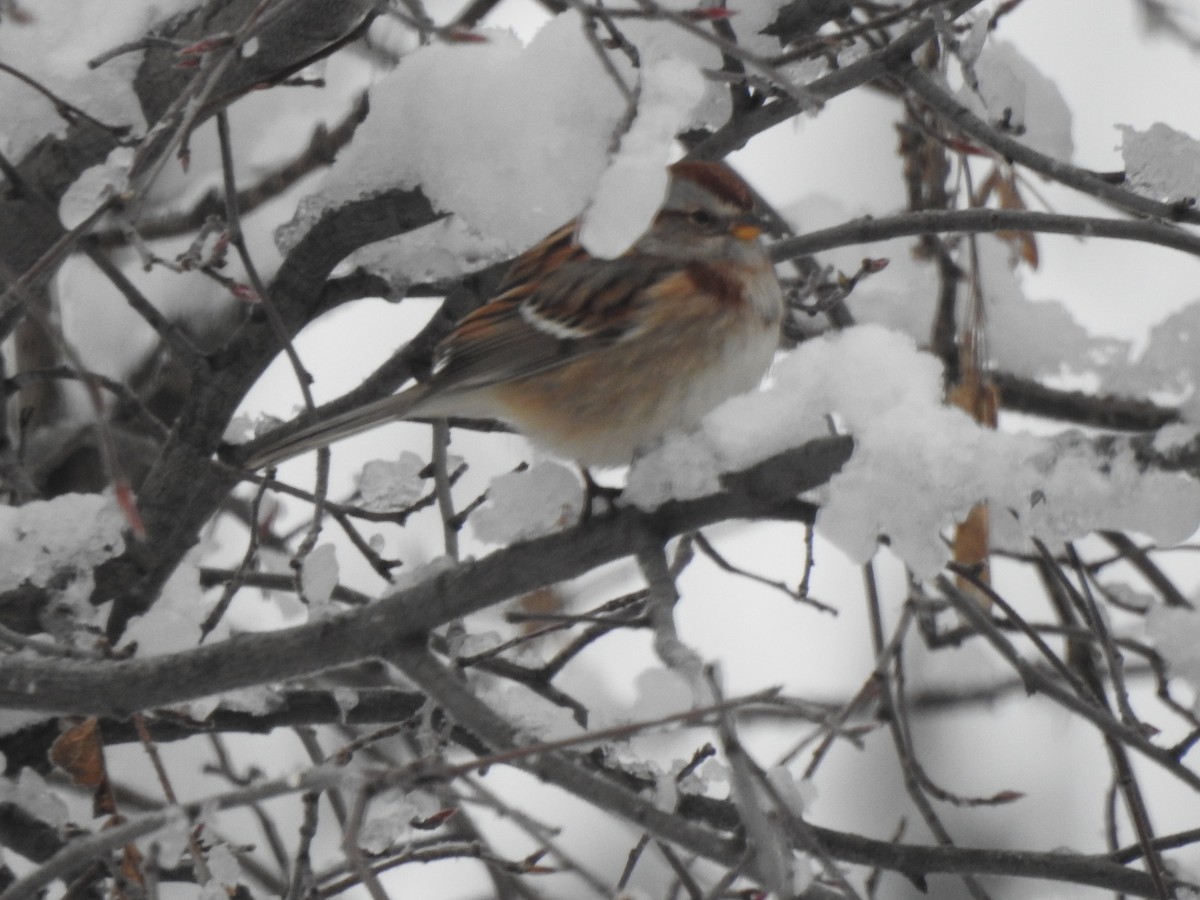 American Tree Sparrow - ML611969071
