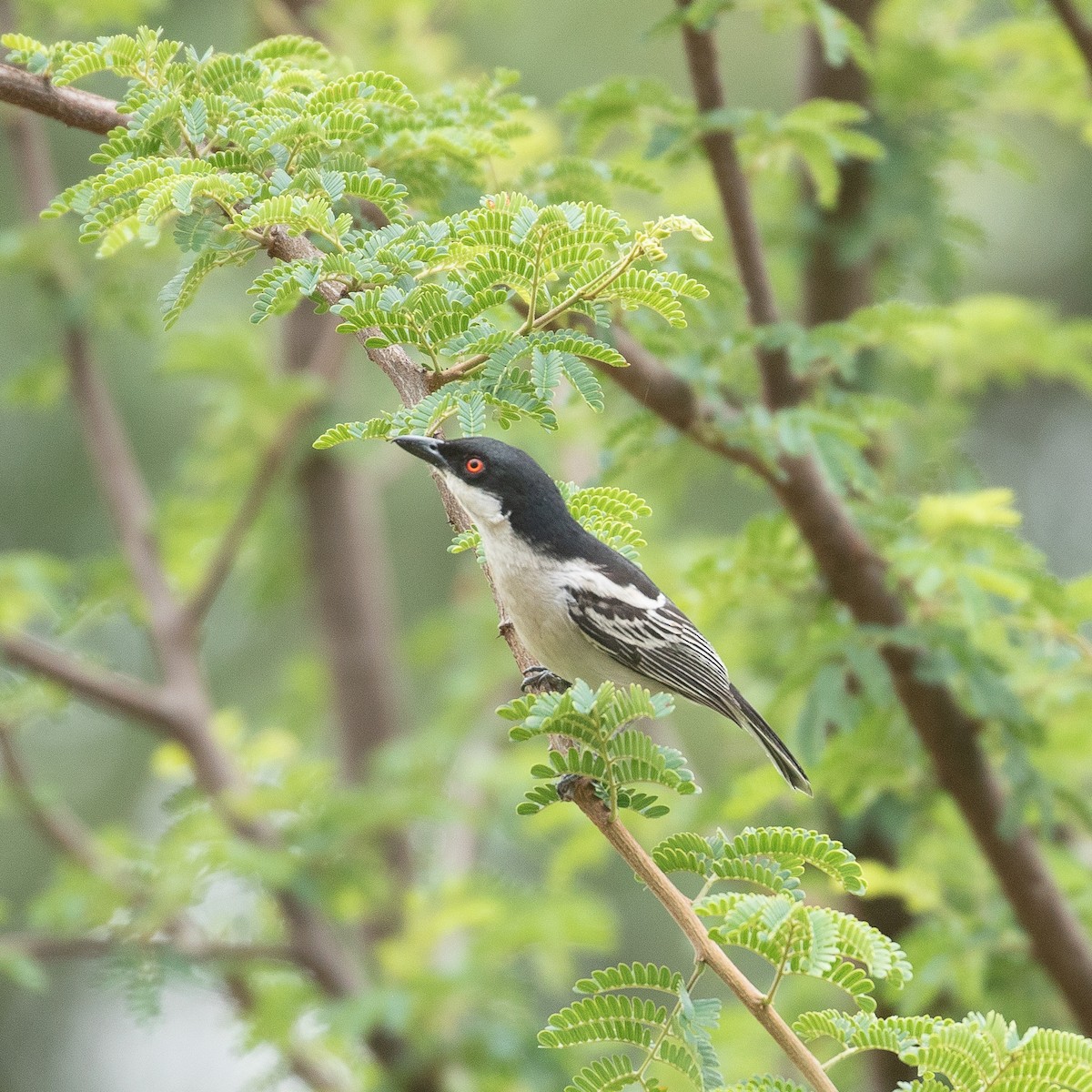 Black-backed Puffback - ML611969095