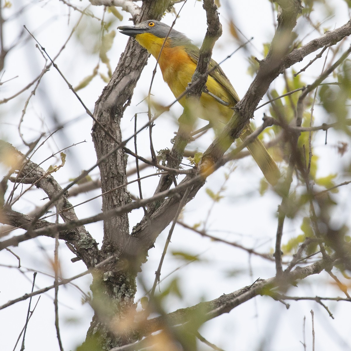 Gray-headed Bushshrike - ML611969118