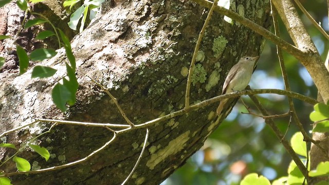 Rusty-tailed Flycatcher - ML611969178