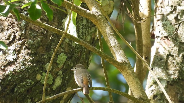 Rusty-tailed Flycatcher - ML611969180