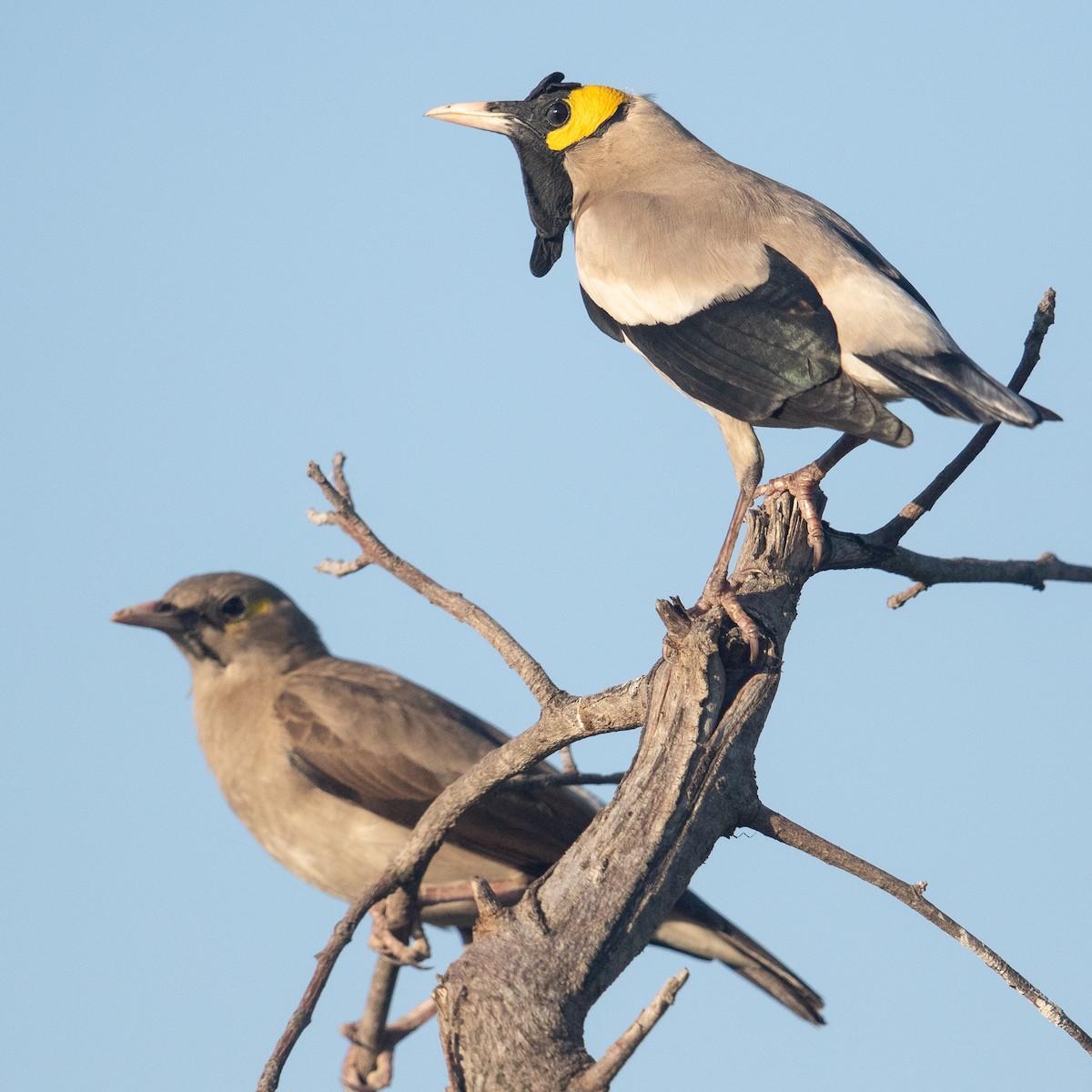 Wattled Starling - ML611969209